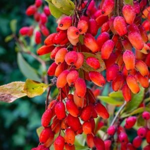 Berberine (Berberis vulgaris) Berberine (Berberis vulgaris)
