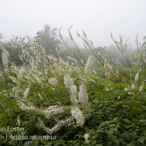 Black cohosh in flower, Actaea racemosa, Cimicifuga racemosa, black snakeroot Black cohosh in flower, Actaea racemosa, Cimicifuga racemosa. Black cohosh, the root of a member of the buttercup family (Ranunculaceae), is found in rich woods of the North American eastern deciduous forest. Black cohosh root was an important folk medicine for menstrual irregularities and as an aid in childbirth. Adopted in medical practice it had a great reputation as an anti-inflammatory for arthritis and rheumatism; for normalizing suppressed or painful menses; and for relieving pain after childbirth. Black cohosh has been widely used for over 60 years in the prevention and treatment of menopausal symptoms. Efficacy and safety are confirmed by this long-term clinical experience; as well as recent controlled clinical studies.