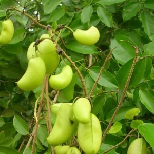 Griffonia-Integratore-per-umore Griffonia-Integratore-per-umore