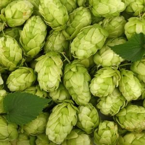 Hops-1 Hops-1