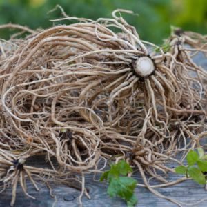 raw valerian root, macro raw valerian root, macro